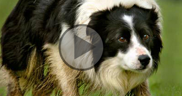 Sheepdogs in Training