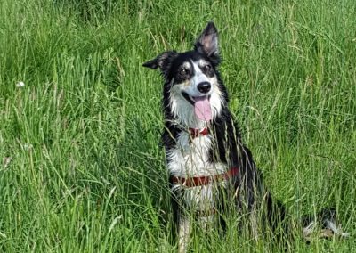 border collie in the grass
