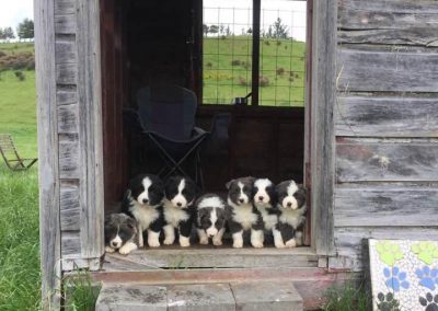 border collie puppies