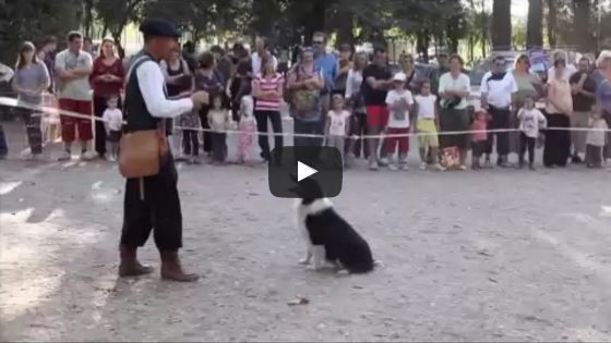 Border Collies Herding Ducks Like a Boss!