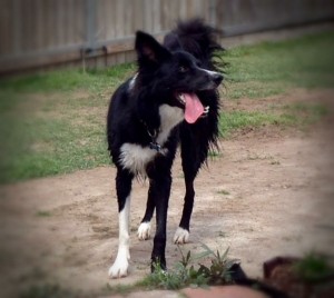 hal the border collie
