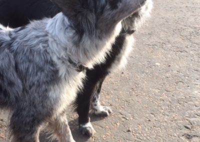 blue merle and black and white border collie