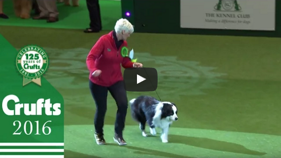 This Border Collie is the Best Pastoral Dog at the Crufts 2016 Dog Show!