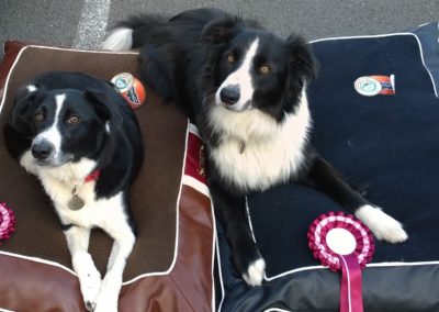 two border collies sitting