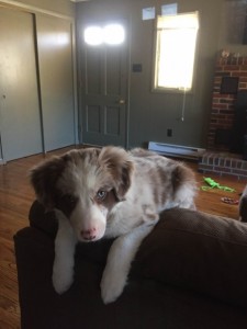 brown and white border collie