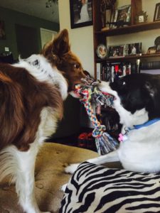 two border collies playing