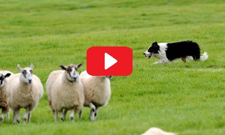 Four Month Old Cai  Is a Sheep Herding Master!