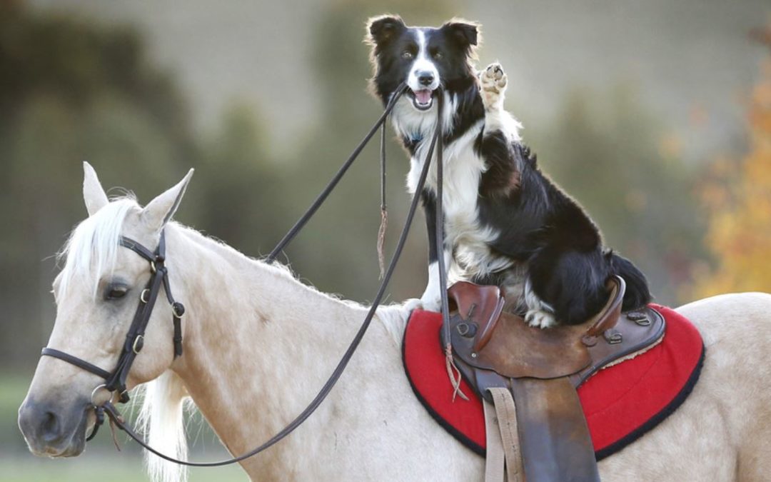 Ever See a Border Collie Ride a Horse?