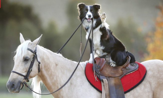 Ever See a Border Collie Ride a Horse? | Border Collie Fan Club