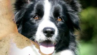 Border Collies & Field Trials by U.K. Author Hubert O’Hearn