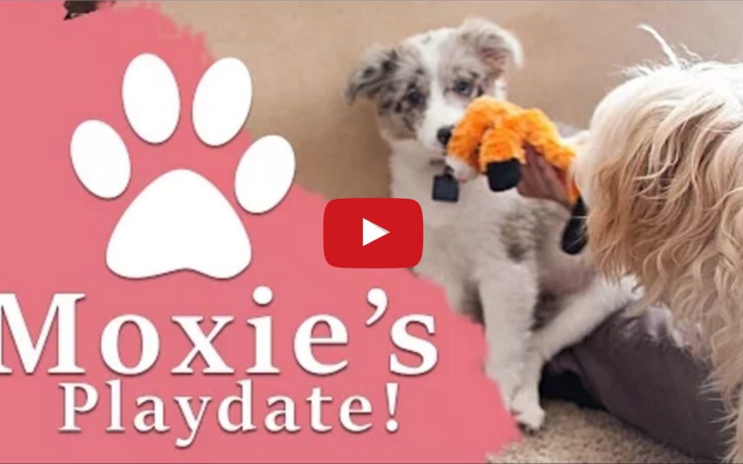 Moxie the Border Collie Puppy’s First Playdate