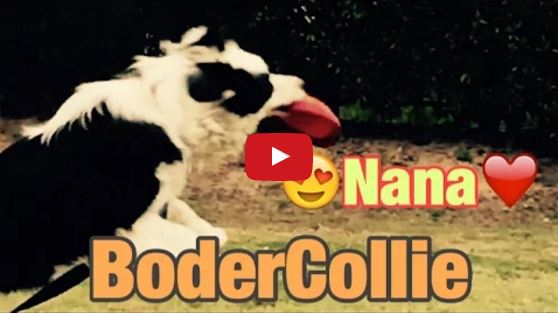 Nana the Border Collie Showing of Her Frisbee Skills