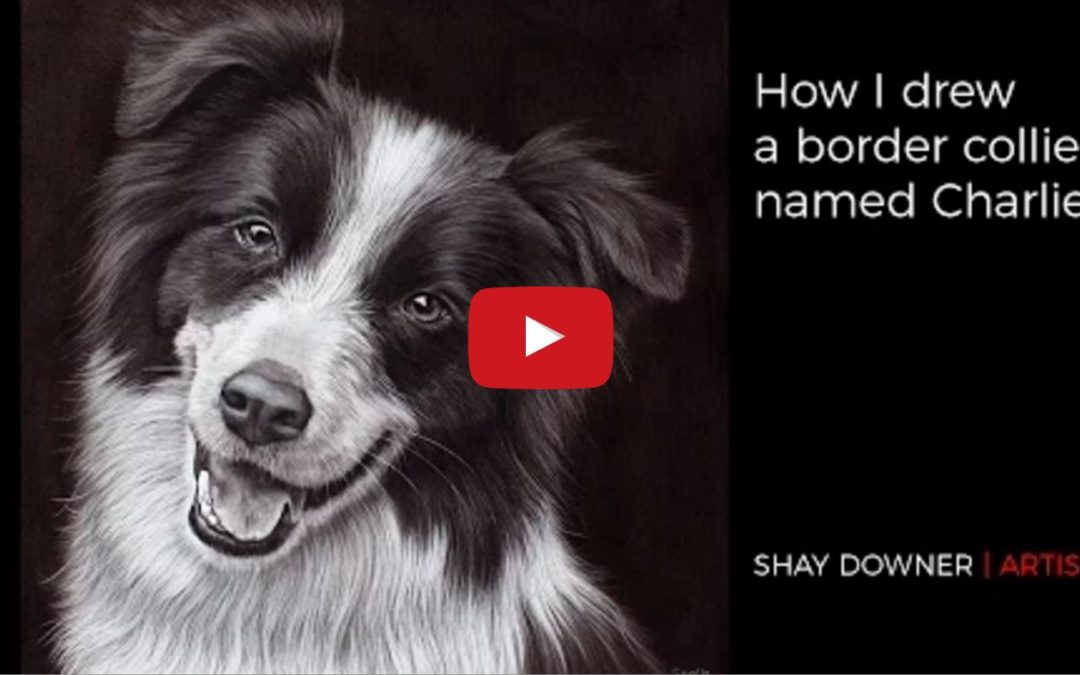 Shay Downer Shows You How To Draw a Border Collie