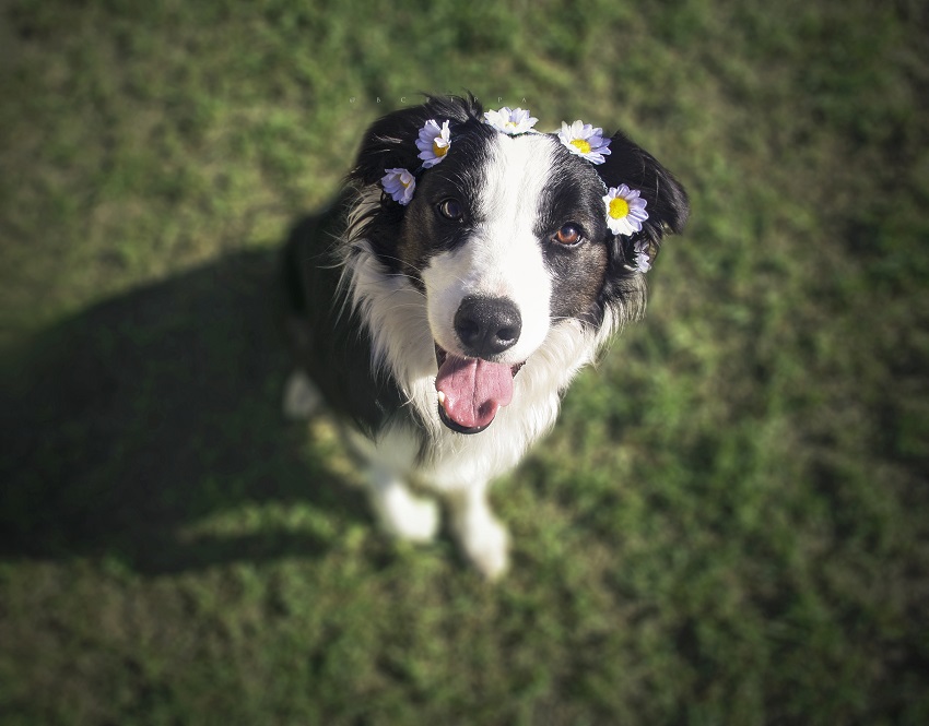 For the Love Of Her Border Collie – Abby & Pippa’s Story
