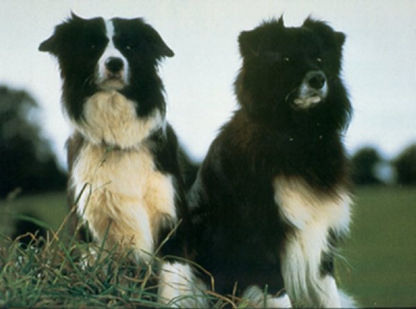 Famous Border Collies – Fly and Rex
