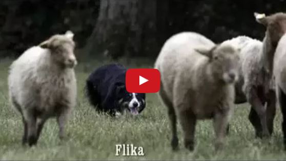 Great Border Collie Herding Video Shot In a French Farm