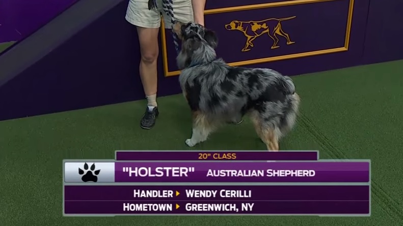 Holster the Australian Shepherd Wins at the Westminster Kennel Club Dog Show