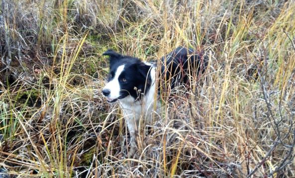 Hero Border Collie Saves Man From Vicious Bear Attack