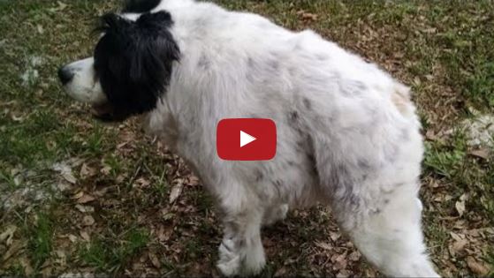 Mojo the Short Spine Border Collie Finally Gets Adopted