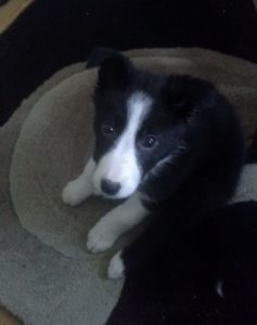 Shelly the Border Collie