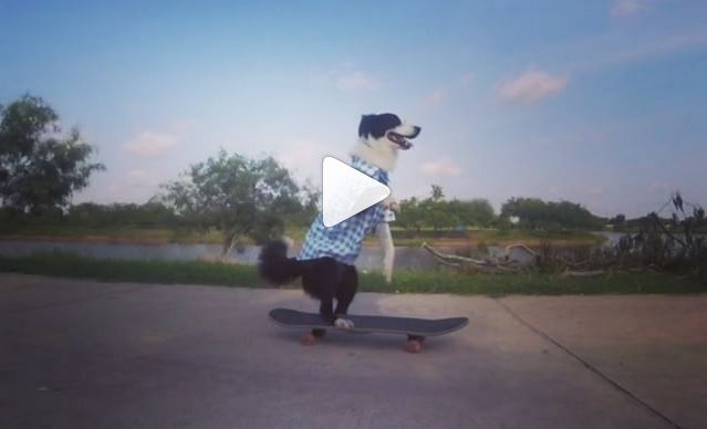 Now I’ve Seen Everything!  Here’s A Skateboarding Border Collie!