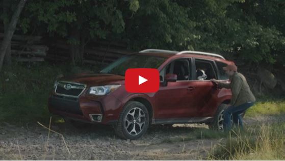 A Border Collie Gets To Herd Sheep Thanks to Subaru