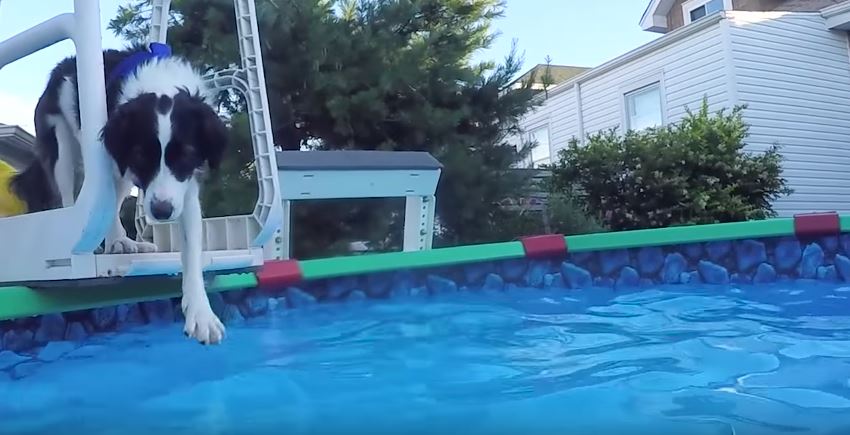 Swimming Border Collie