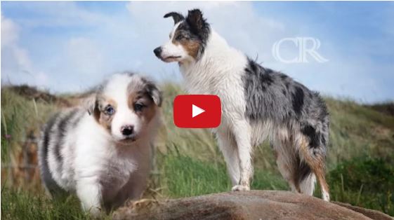 From Puppy to Adulthood – A Fantastic Border Collie Time Lapse Video