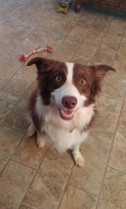 red and white border collie