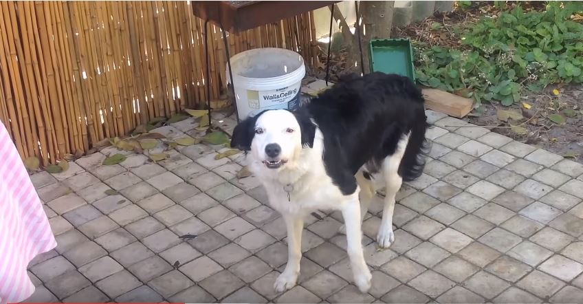 Border Collie Singing