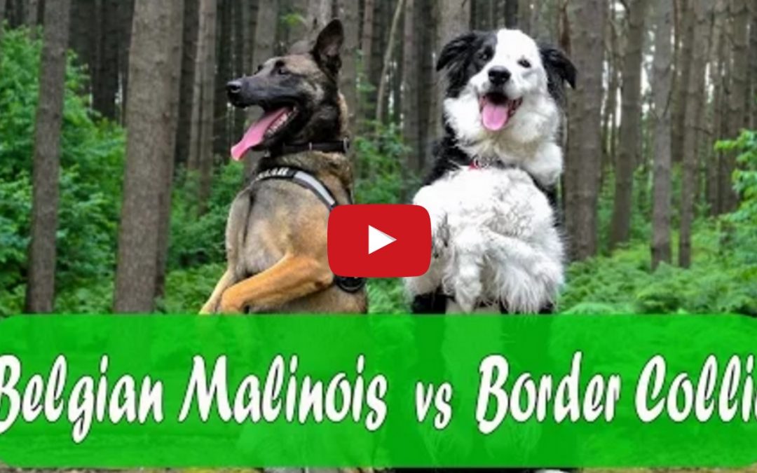 Who Is Better? Belgian Malinois vs Border Collie