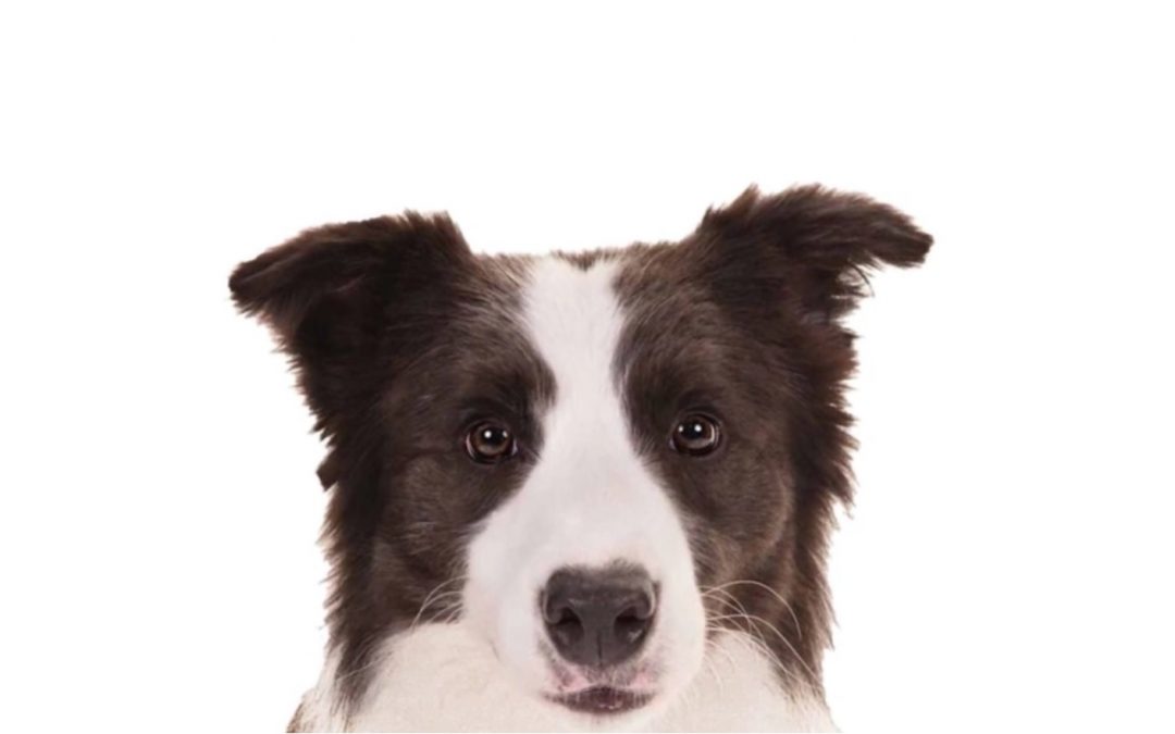 Check out This Cool CGI Border Collie
