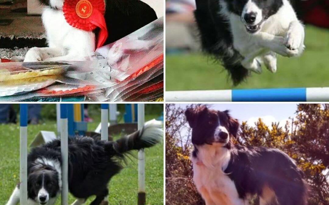 Dazzle is One Competitive Border Collie