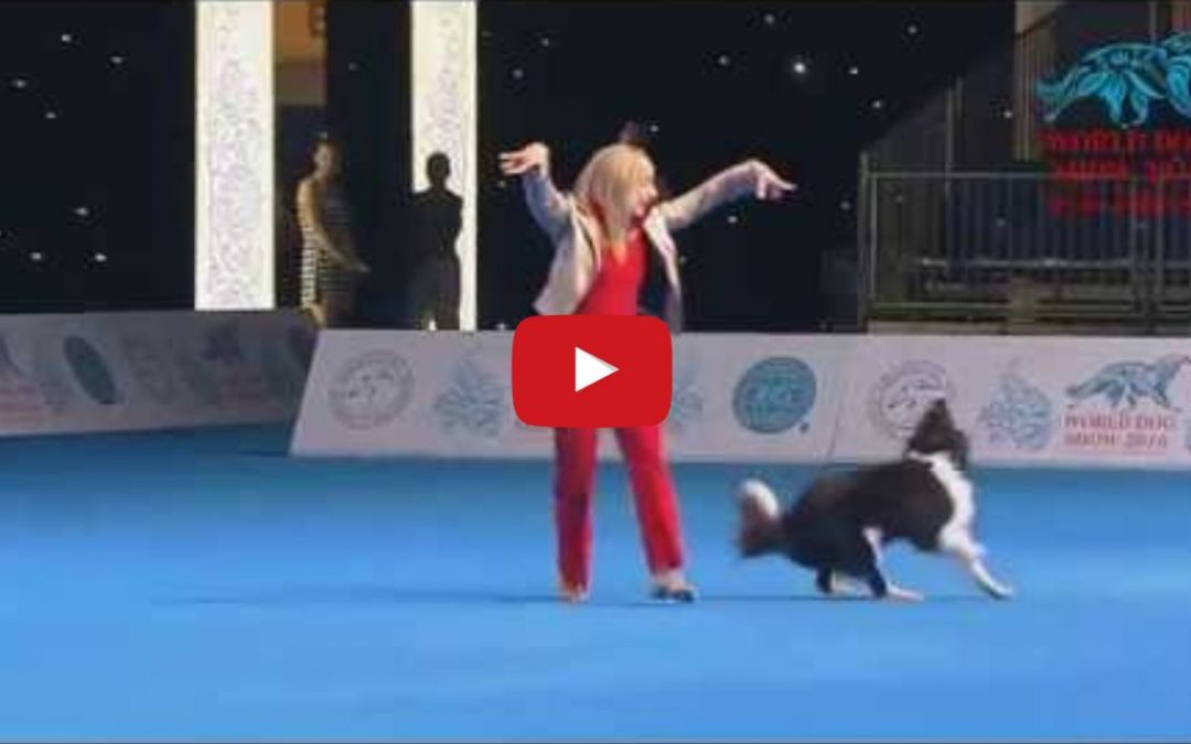 Alice the Border Collie Wins the Freestyle Event at the 2016 FCI Dog Dance World Championship