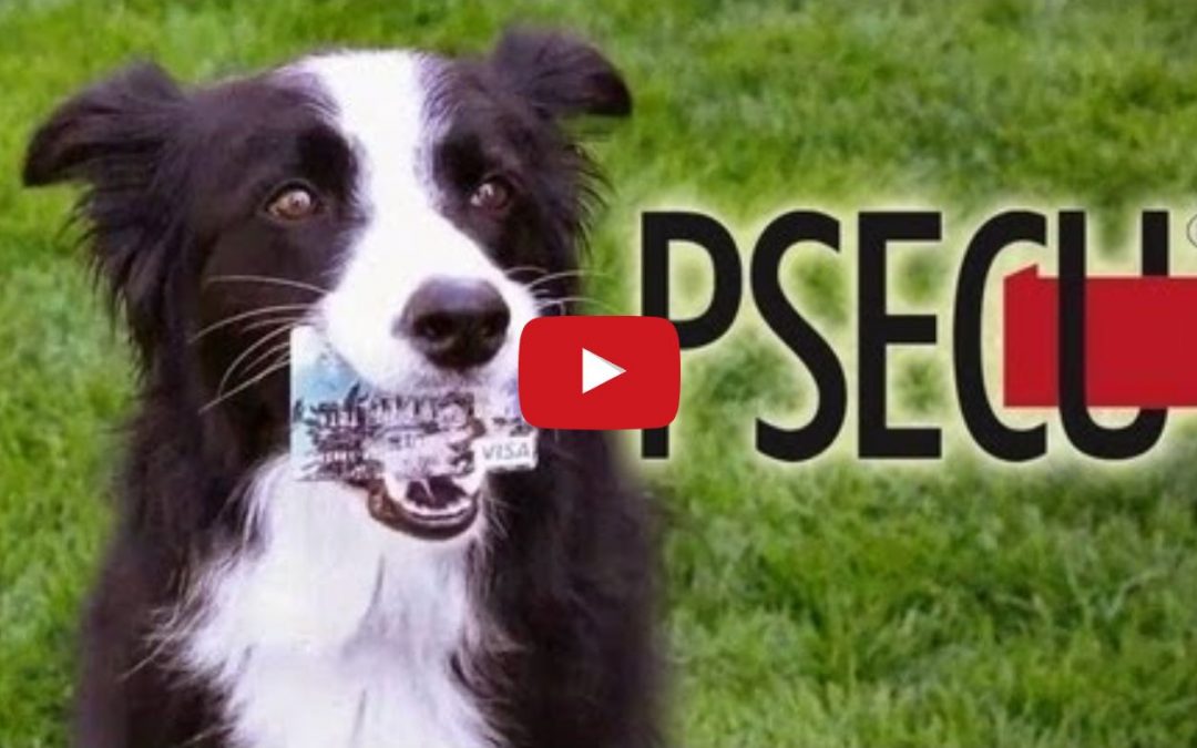 Nana the Border Collie Does All Sorts of Tricks In This Great Visa Commercial!