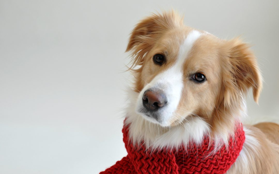 Penny is a Rescued Border Collie Who Loves Meeting Other Dogs