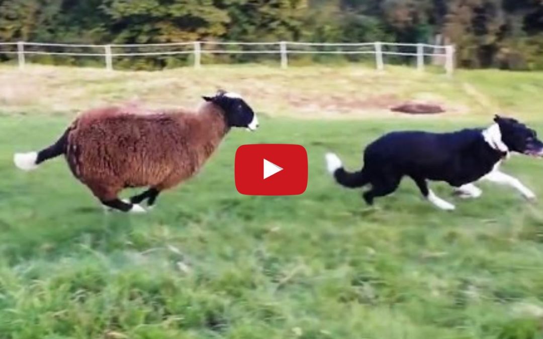 Ever See Sheep Herding Border Collies?