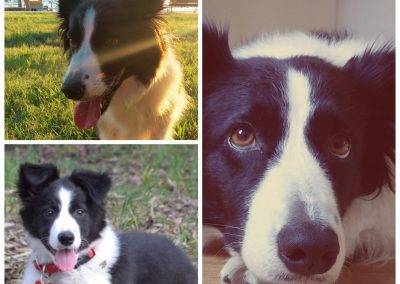 border collie dog collage