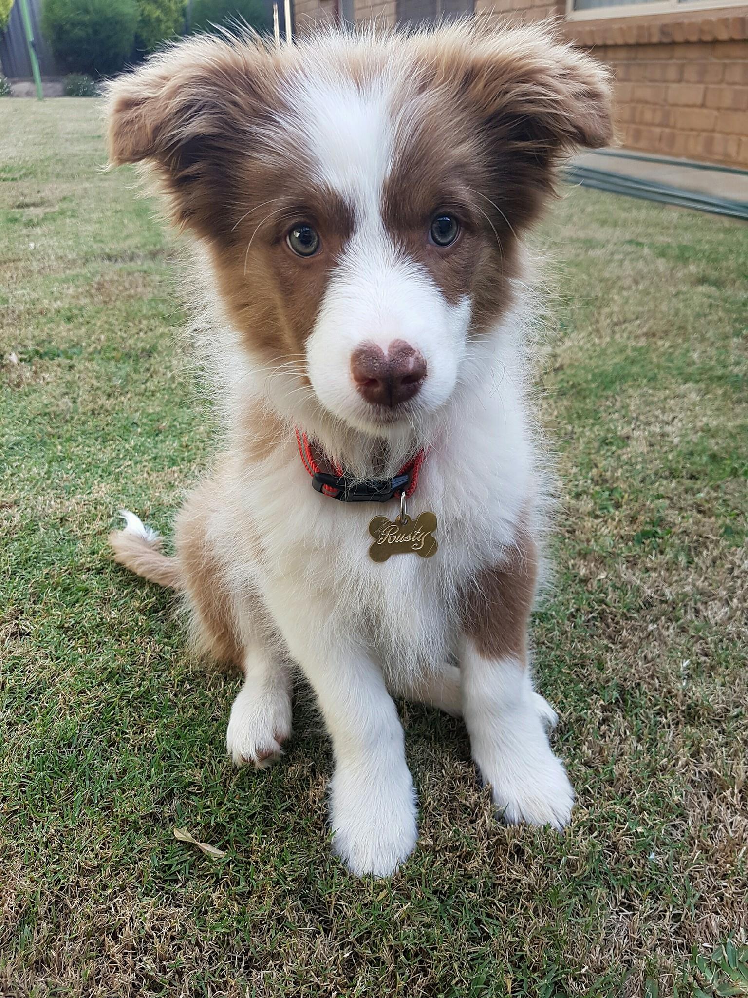 Border Collie Puppies And Dogs In Los Angeles Ca OHNLV Border Collie Puppies And Dogs In Los Angeles Ca OHNLV