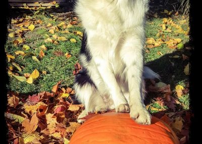 border collie on pumpkin
