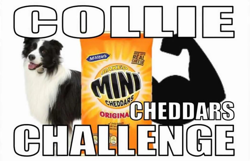 Is Your Border Collie Up For the Collie Cheddars Challenge?