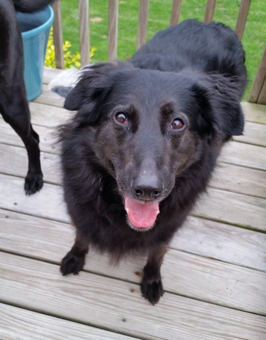 Daisy Belle is the Sweetest Border Collie in Iowa!