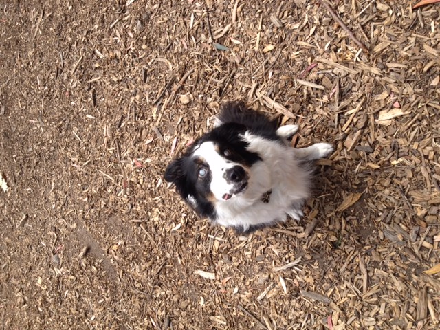 Darby is a Blind Border Collie Who’s Full of Life