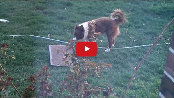 Jim is a ‘Rascally’ Adorable Border Collie