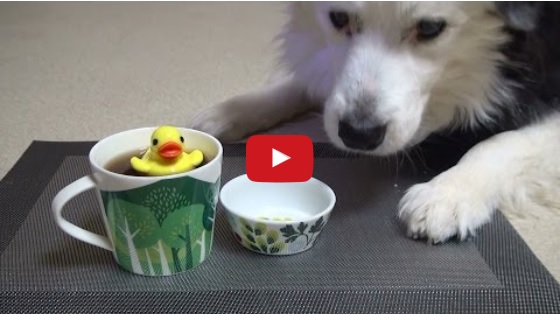 Is This Border Collie a Trick Dog Champion?