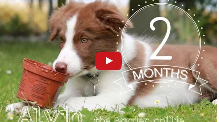 Alvin the Two Month Old Border Collie Puppy