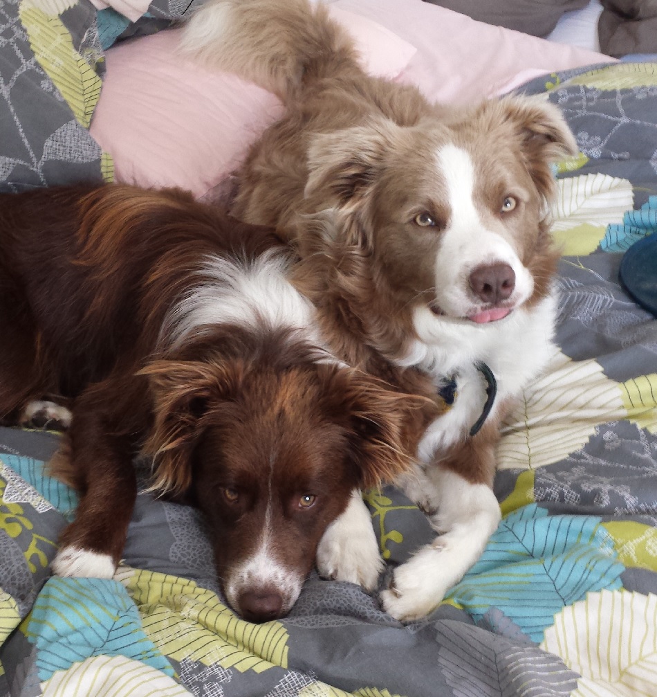 Meet Mack and Milo from New Zealand! Border Collie Fan Club