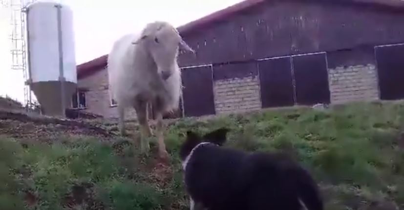 Border Collie vs. Sheep