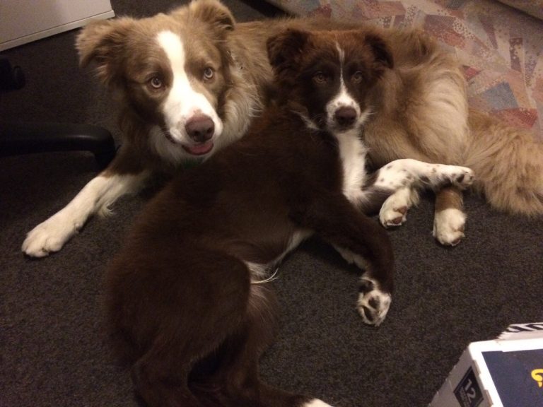 Meet Mack and Milo from New Zealand! Border Collie Fan Club