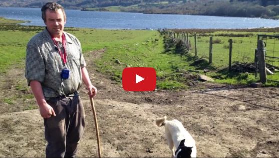 A Real Working Border Collie Sheepdog in Action